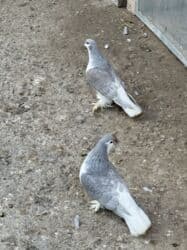 quş yuvalari: Delfinler satilir — 3