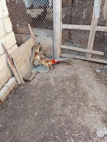 SATILIR QIZILI QIRQOVUL CÜT