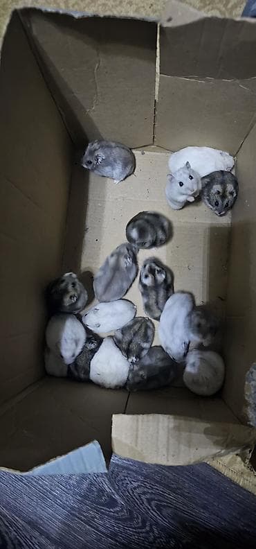 Птицы: Hamsterlər (Djungarian tipli) - Rənglər: ağ, boz və qarışıq naxışlı — 7