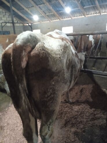 ineklər: Simental cinsli inək - Rəng: ağ-qəhvəyi alacalı - İstiqamət: süd-ət — 2