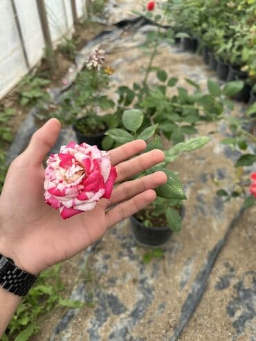 şaxtagülü qiyməti: Qızıl güllər satılır✅ İstənilən qədər var✅ Rəng çeşitləridə var✅ — 3