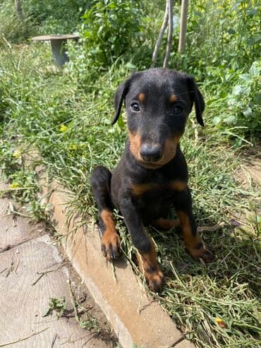 cane corso qiyməti: Doberman, 2 ay, Erkek, Sənədli, Rayonlara çatdırılma, Pulsuz çatdırılma, Ödənişli çatdırılma — 3
