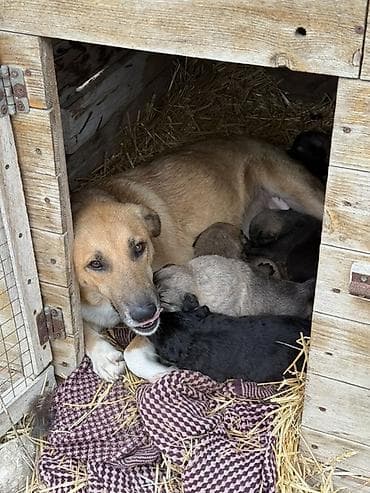 xaski it satisi: Balaca küçüklər – ana ilə birlikdə - Şəkildə ana it balalarını — 1