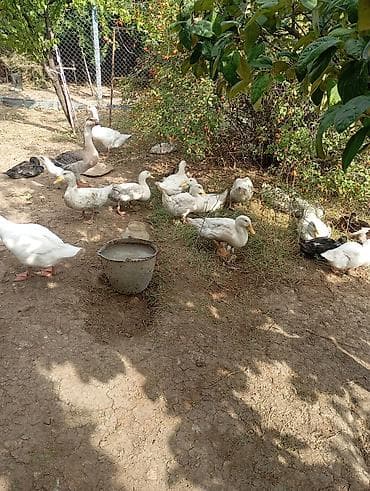 akvarium satilir: Münasib qiymətə ördəklər satılır — 2