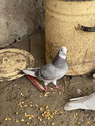 göyərçin yuvasi: Salam qimet baxs meksedı ıle qoylub 20 m satlır erkeydır 4’5 qusla — 2