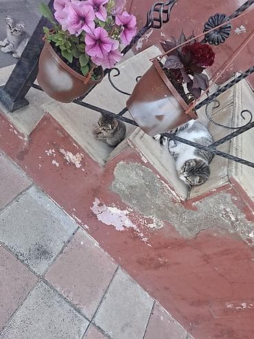 Pişiklər: Yaxşı əllərə — 1