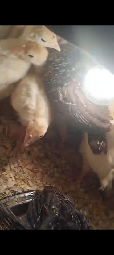 ordek balasi ne yeyir: Satilir 1ayliqdi — 1