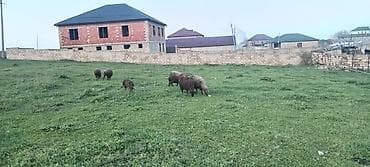 ucuz cuce: Qoyun sürüsü – kənd təsərrüfatı və damazlıün - Növ: Yerli qoyunlar — 3