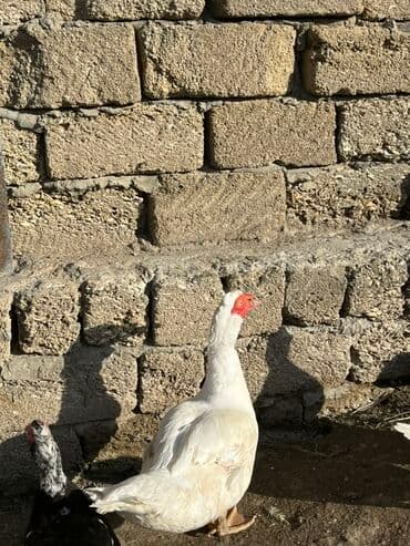 kayuqa ordək: Erkək, | Lal ördək, Damazlıq, Ünvandan götürmə — 5