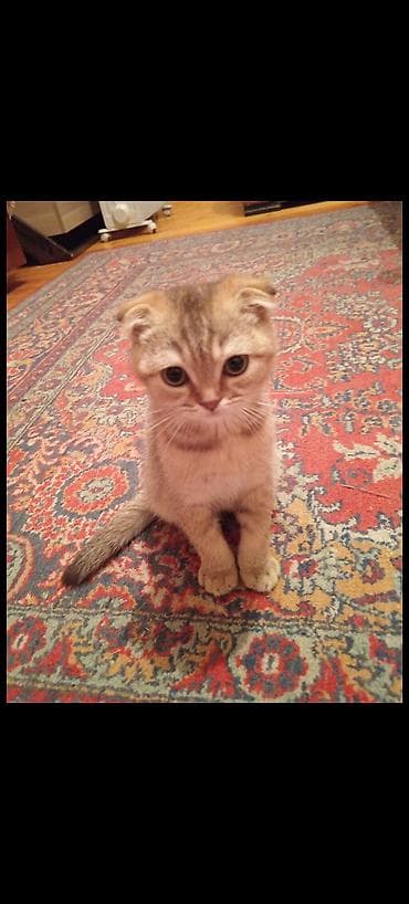 Britan yastı qulaq, Erkək — 3