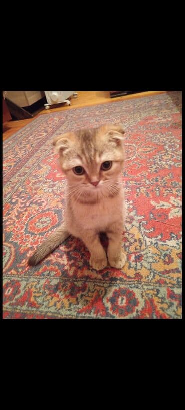 Qızıl şinşilla, Erkək, Yaxşı əllərə, Ödənişli çatdırılma