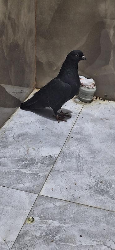 əbabil quşu haqqında məlumat: Maya - Rəng: tam qara, dimdik ucunda ağ ləkə - Bədən quruluşu: enli — 2