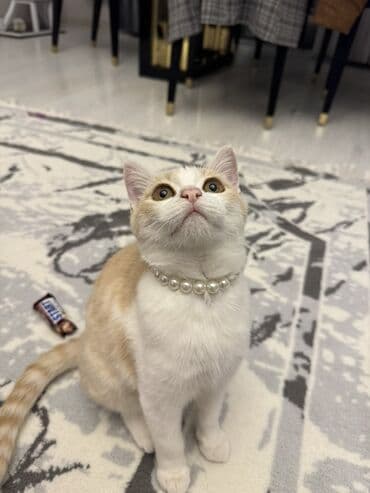 munchkin pişik: Qızılı scottish Oyunsevər, maraqlıdır, interaktiv oyuncaqlarla — 1