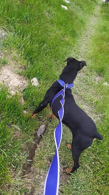 afçarka itləri: Miniatür pinçer — 6