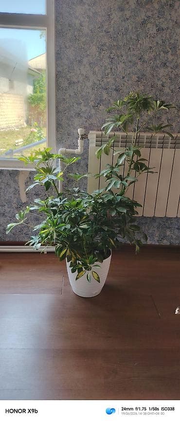 Otaq bitkisi – Şeflera (Schefflera arboricola) saksıda - Növdəyişik — 1
