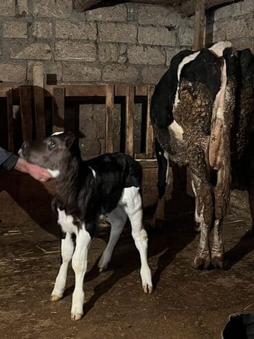 Dovşanlar: 10 günlük dişi buzov satılıt anası 2 ci qarna doğub 28 lt təmiz süd — 5