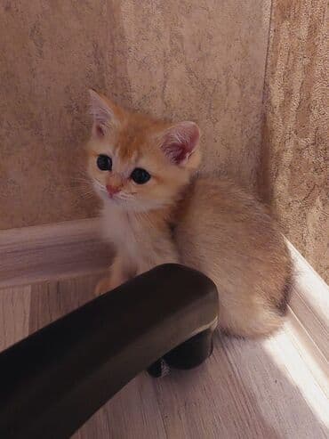 bala haski: Qızıl şinşilla, Erkək, Dişi, Ünvandan götürmə — 9