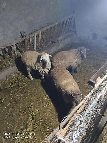 mal satisi: Məhsul: Qoyun sürüsü (3 baş) Təsvir: - Şəkillərdə görüldüyü kimi 3 — 4
