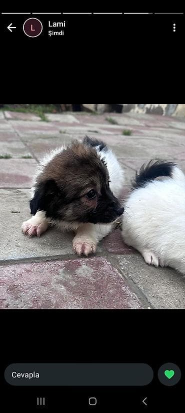 Gəmiricilər: 3 ay, Peyvəndli — 2