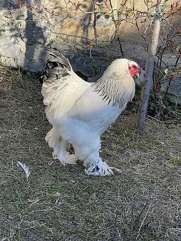 quzu satışı: Toyuq, Brama, Damazlıq, Ödənişli çatdırılma — 1