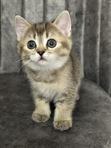 pişik cutlesdirmek: Britan — 5