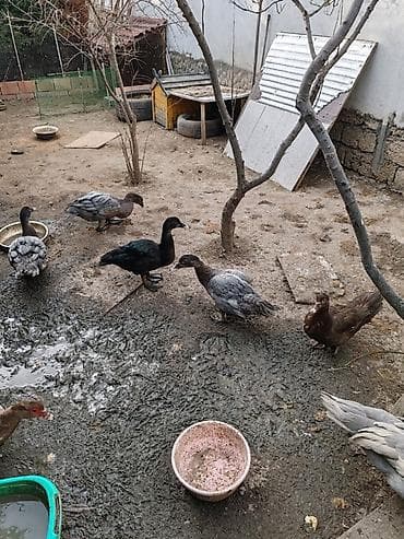 Quşlar: Balacalar 15 m Böyuklər 45m Muscovy ördəkləri (indo duck) – müxtəlif — 2