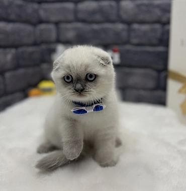 Şotland yastı qulaq, Ünvandan götürmə, Pulsuz çatdırılma, Ödənişli çatdırılma