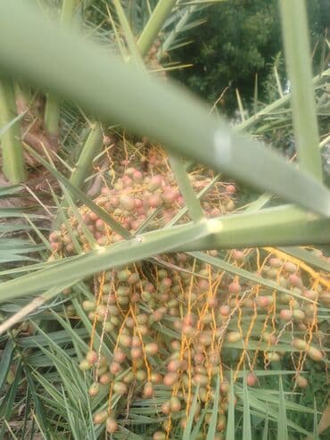 evkalipt ağacı satilir: Ağaclar — 4