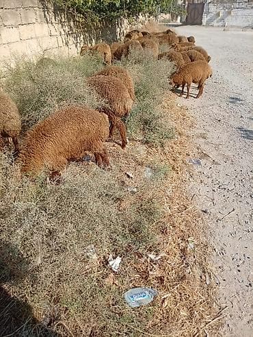 qala sortu qoyun: Qoyun sürüsü – yerli cins, qəhvəyi yunlu 39 quzudu biri 215 lə kom — 3