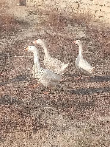 ucuz pisik: Dişi, Damazlıq, Ünvandan götürmə — 7