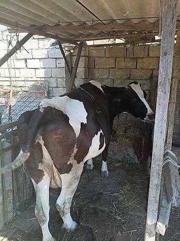 Dişi, il: 4, 250 kq, Südlük, Ünvandan götürmə