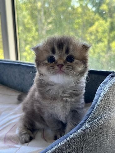 pisi: Şirin balaca pişik balaları - Cins: (vizual olaraq) qısa burunlu — 1