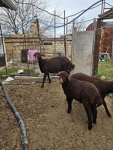 quru cörek: Qarabaş (yerli döşəli quyruq) tipli qaramatlı qoyun və quzular - — 3