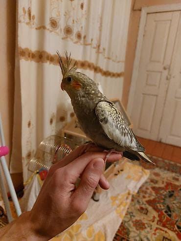 etibarlı əllərə it verilir: Korella — 2