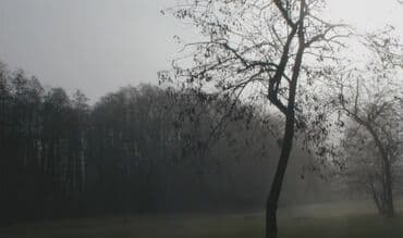 canon eos 650: Kamera yenikimidir baxmayaraq ki 1999 istehsalıdır,Hal hazırdada — 7