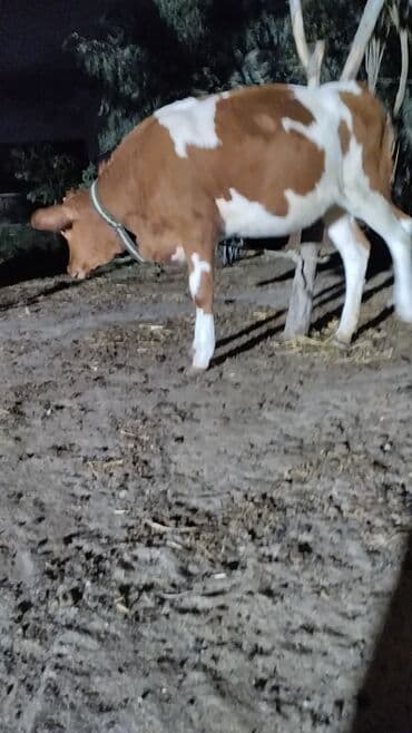 cins dana: Məhsul: İnək (iribuynuzlu heyvan) Xüsusiyyətlər: - Rəng: Ağ-krem — 5