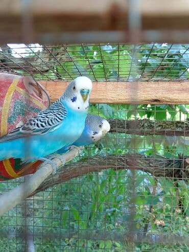 bakida cins ineklerin satisi: Cüt quşlardı. Hərbirşeyi var + üstündə veriləcək. Al saxla — 1