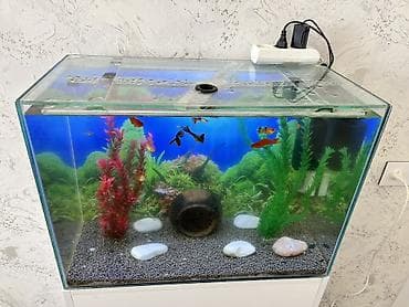 akvarium xırda balığı: Akvaryum komplekti – şkaflı ile bir yerde ve içinde çox sayda balıqlar — 5