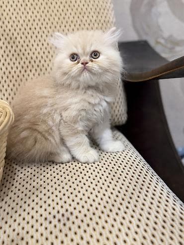 van pisik: Fars, Erkək, Ünvandan götürmə, Ödənişli çatdırılma, Rayonlara çatdırılma — 3