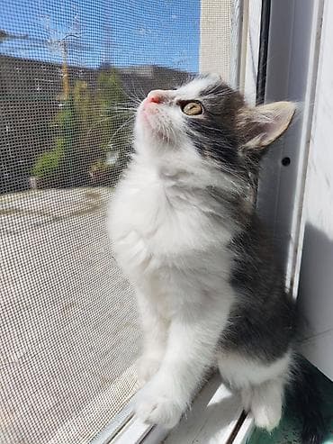 ən şirin pişiklər: Şirin pişik balaları pulsuz sahipləndirilir. - Xarakter: mehriban — 1