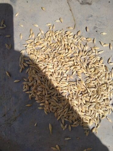 3 d aboylar: Arpa nar dənəsi kimidi Təsvir: - Təbii, qabıqlı arpa dənləri - — 3