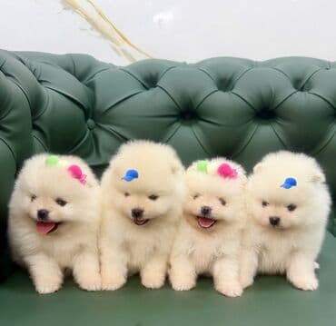 доберман цена в баку: Шпиц, С прививками, Самовывоз — 1