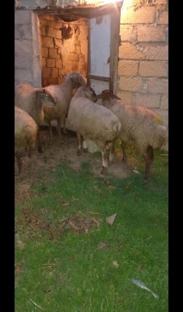 Yemlər: 17 bas qoyun satılir.içinde qoçuda var.şəxsi heyvanimdi.cavan — 1