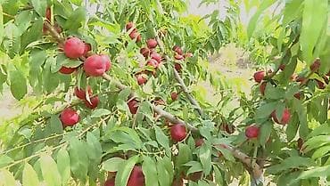 gəncədə həyət evləri: 44 sot, Biznes üçün, Kupça (Çıxarış) — 8