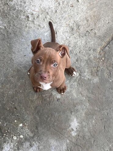 Pitbul, 3 ay, Dişi, Peyvəndli, Pulsuz çatdırılma
