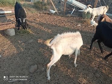 kecı: Super damazlıq heyvanların satışı var.kimə maraqlıdır büyüsün.ana bala — 5