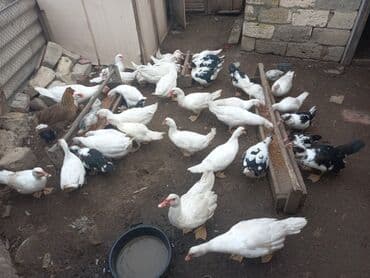 cins ineklerin qiymeti: Самец, | Lal ordek, Для мяса, Самовывоз — 7