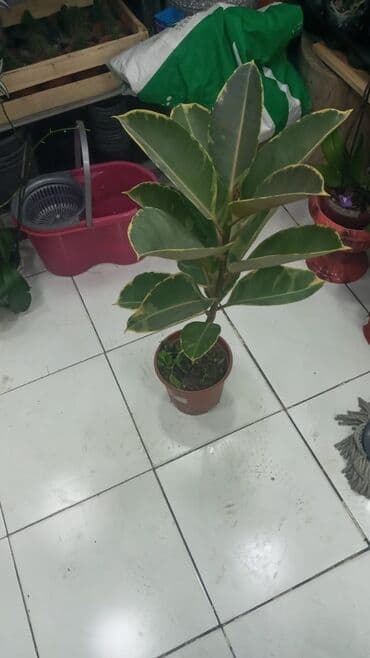 Gübrələr: Gül satsi Vathcapa yazın isdediyniz gülü ünvanda catraq Otaq gülleri — 6