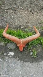 qurban bayrami qoyun sekilleri: Dag gocu. Kel. Alt cenesi yoxdur — 3