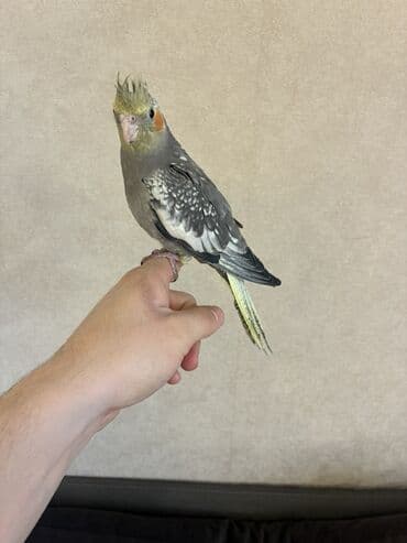 Audi: Teze yemə düşmüş korella balasıdır Ələ öyrətmək üçün əlveirşlidi Bala — 5